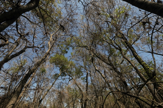 Subasar Ormanı 'Amerikan beyaz kelebeği' tehlikesiyle karşı karşıya